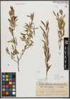 Foto von Salix triandra subsp. amygdalina (L.) Schübl. & G. Martens